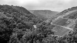 Nahetal mit Weinbergen