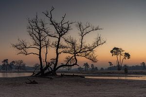 Morgenstille in den Dünen von Loonse und Drunense