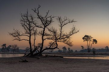 Morning silence in the Loonse and Drunense dunes by Susan van Etten