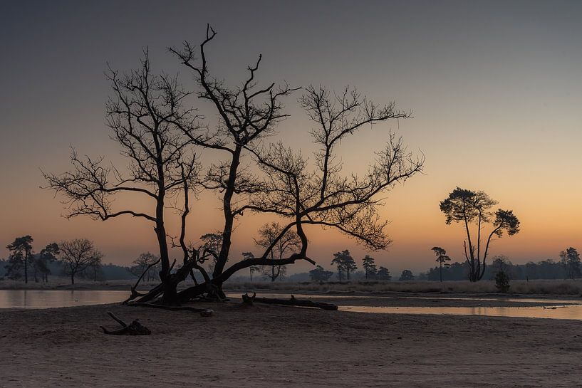 Silence matinal dans les dunes de Loonse et de Drunense par Susan van Etten