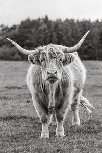 Der schottische Highlander schaut dich durchdringend an