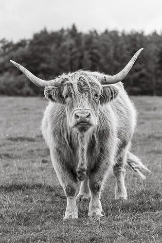Scottish Highlander looks at you penetratingly