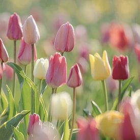 Levensvreugde kleurrijke tulpen in het veld van Tanja Riedel