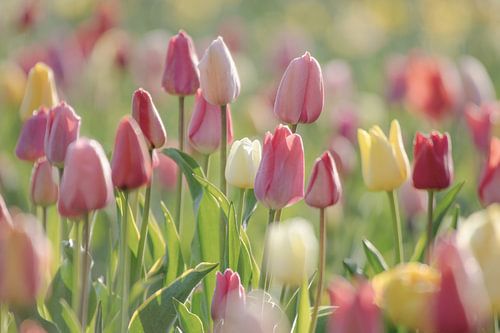Lebensfreude bunte Tulpen auf dem Feld von Tanja Riedel