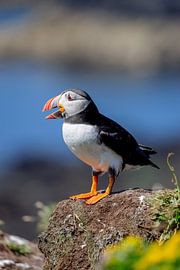 Puffin (Fratercula arctica) by Dirk Rüter