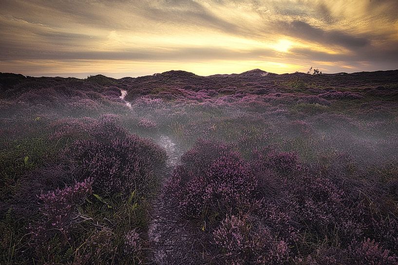 Hidden path among the heather balls in the schoorl dunes by peterheinspictures