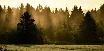 Un brouillard un matin d'automne sur Claude Laprise