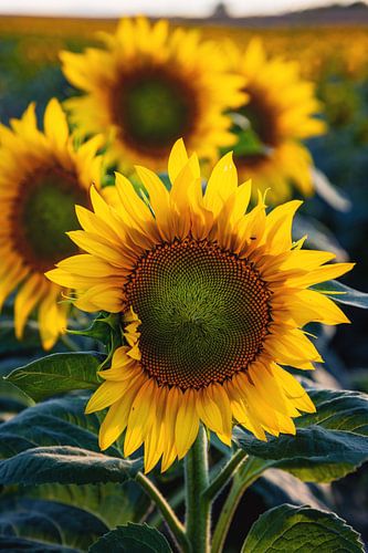 Sunflower field by Steffen Gierok