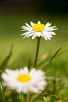 Marguerite