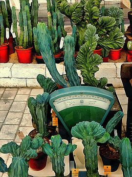 Vintage Weighing Scales And Cacti Display by Dorothy Berry-Lound
