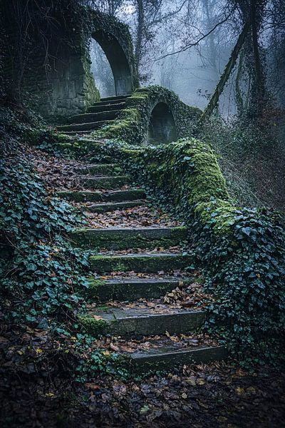 Escaliers moussus dans la forêt par Art & Soul Creations