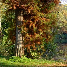 Julianapark in Utrecht in autumn by In Utrecht