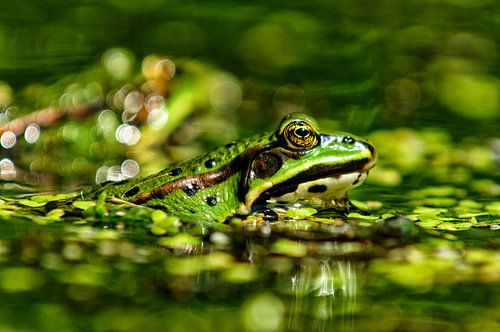 groene kikker 
