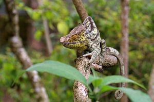 Caméléon de Parsson