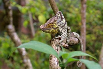 Caméléon de Parsson sur Antwan Janssen