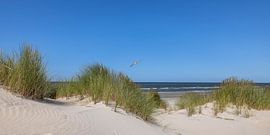 Mouette au-dessus des dunes