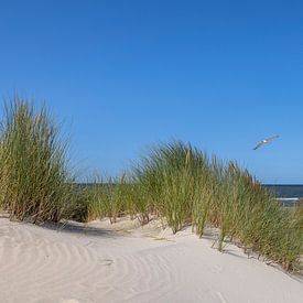 Seagull over the dunes by Christoph Schaible