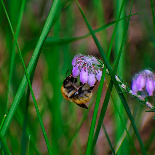 der Blumen und der Bienen von Miny'S