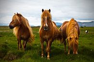 Icelandic Horses van Arnold van Wijk thumbnail