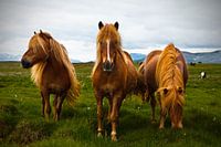 Icelandic Horses