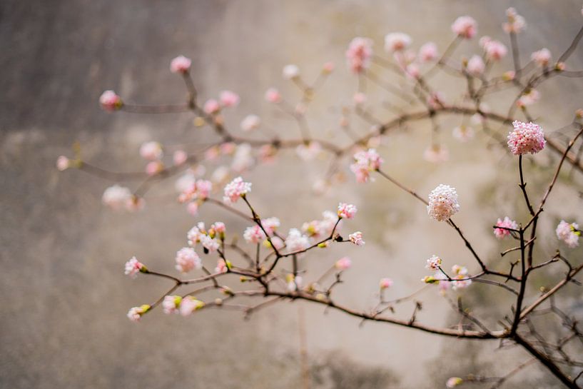 Frühling von Myrthe Vlasveld