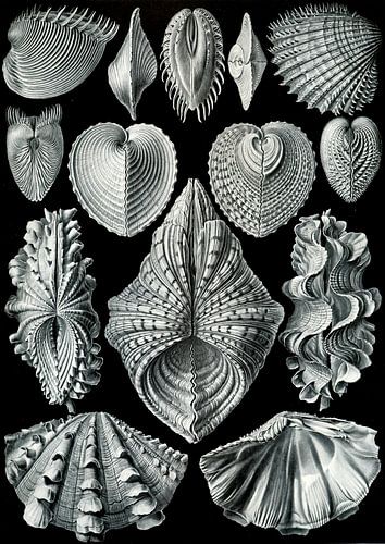Acephala - Ernst Haeckel