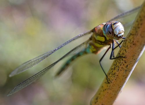 Libelle