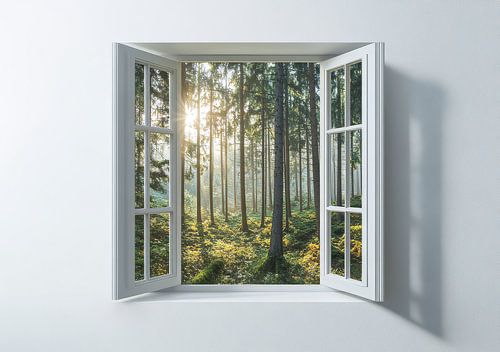 uitzicht op het bos vanuit de woonkamer