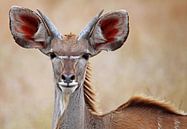 Kudu - Afrika wildlife van W. Woyke thumbnail