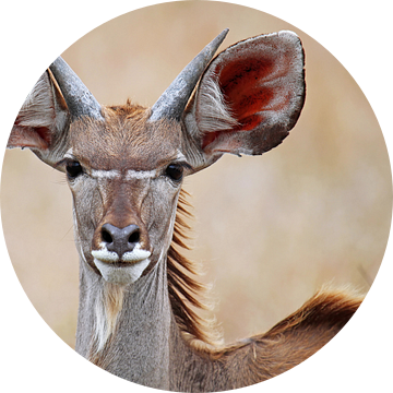 Kudu - Africa wildlife van W. Woyke