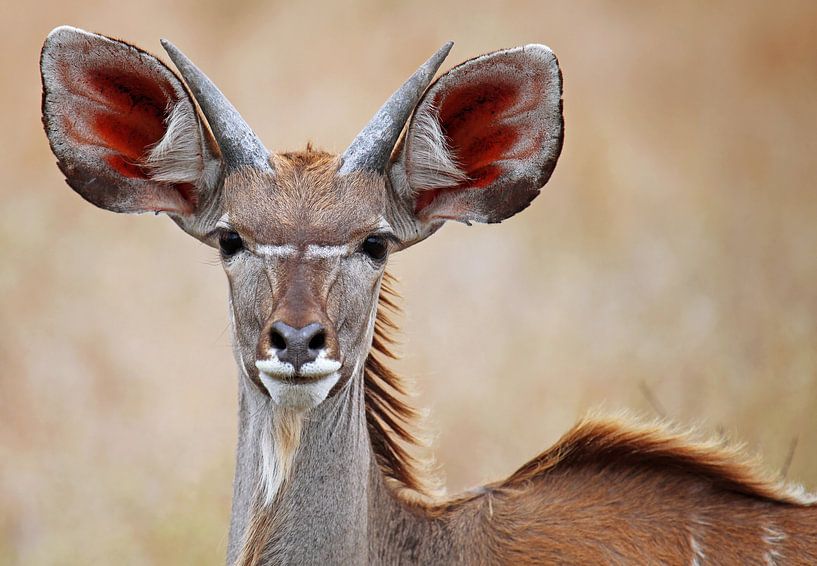 Kudu - Afrika wildlife van W. Woyke