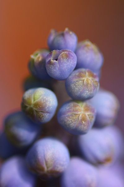 beautiful purple par Kaatje Fotografie