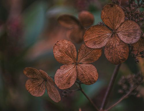 De schoonheid van gedroogde bloemen in de natuur