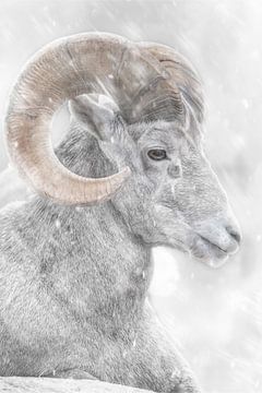 Thickhorn sheep in the snow by Ron Meijer Photo-Art