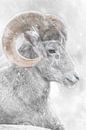 Dikhoornschaap in de sneeuw van Ron Meijer Photo-Art thumbnail