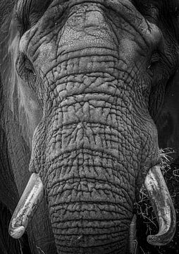 Afrikanischer Elefant von Joost Potma