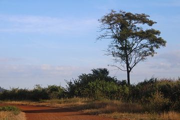Baum im ländlichen Kambodscha von Henrieke vdK