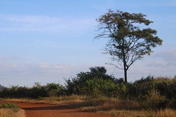 Tree in rural Cambodia by Henrieke vdK