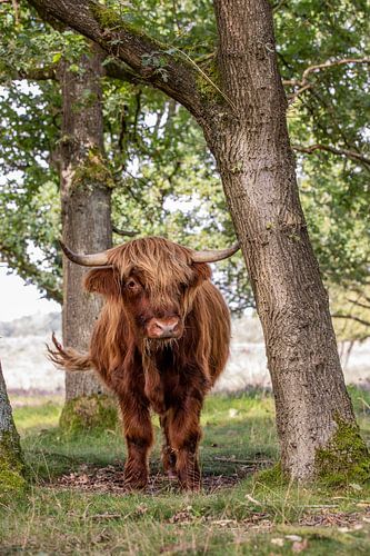 Scottish Highlander cow between the trees