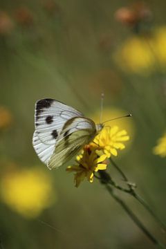 White butterflies by Shirley Douwstra