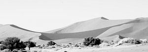Zandduinen Deadvlei