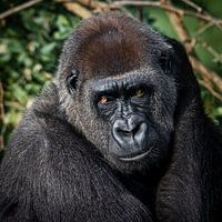 Westelijke Gorilla
