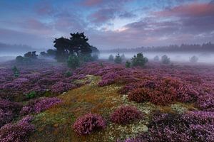 Mistige zonsopkomst van Marijn Heuts