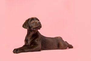 Schokoladen-Labrador