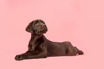 Schokoladen-Labrador von Elles Rijsdijk