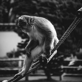 Sitting macaque on a rope ladder by Wouter Kramer