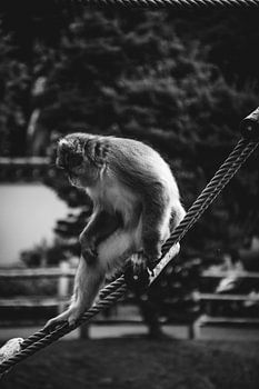 Sitzender Makake auf Strickleiter