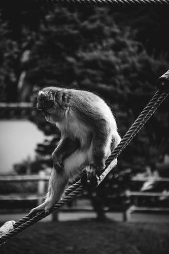 Zittende Makaak op touwladder