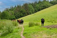 Wales koeien in de weide nieuwsgierig