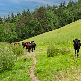 Wales Kühe auf der Weide neugierig von Rene du Chatenier